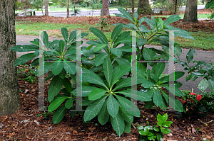 Picture of Edgeworthia chrysantha 