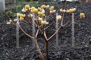 Picture of Edgeworthia chrysantha 'John Bryant'