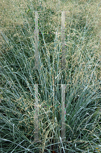 Picture of Eragrostis elliottii 'Wind Dancer'