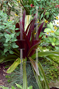 Picture of Eucomis comosa 'Sparkling Burgundy'