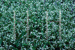 Picture of Euphorbia  'Inneuphdia (Diamond Frost)'
