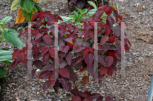 Picture of Euphorbia cotinifolia 