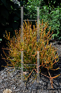 Picture of Euphorbia tirucalli 'Rosea'