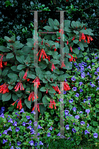 Picture of Fuchsia triphylla 'Gartenmeister Bonstedt'