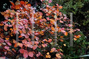 Picture of Fothergilla gardenii 