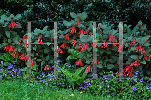 Picture of Fuchsia triphylla 'Gartenmeister Bonstedt'