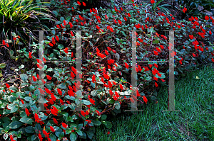 Picture of Gloxinia nematanthodes 'Evita'