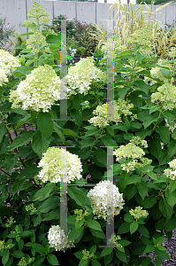 Picture of Hydrangea paniculata 'Limelight'