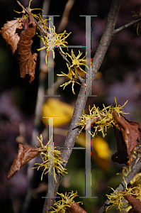 Picture of Hamamelis vernalis 'Christmas Cheer'