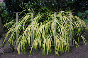 Picture of Hakonechloa macra 'Aureola'