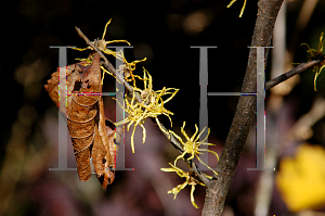 Picture of Hamamelis vernalis 'Christmas Cheer'