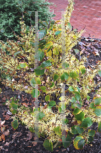 Picture of Hamamelis virginiana 'Little Suzie'