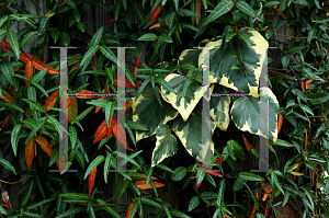 Picture of Hedera colchica 'Dentata Variegata'