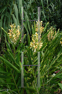 Picture of Hedychium x 'Lemon Beauty'