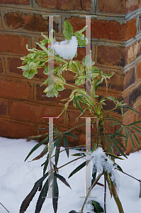 Picture of Helleborus foetidus 'Variegata'