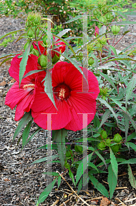 Picture of Hibiscus moscheutos 'Fireball'