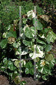 Picture of Hibiscus tiliaceus 'Tricolor'