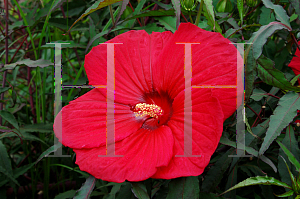 Picture of Hibiscus moscheutos 'Fireball'