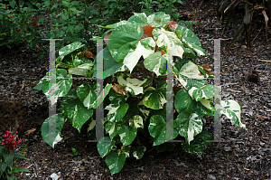 Picture of Hibiscus tiliaceus 'Tricolor'