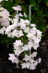 Picture of Hydrangea serrata 'Fuji Waterfall'