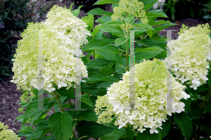 Picture of Hydrangea paniculata 'Limelight'