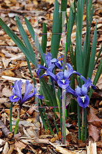 Picture of Iris reticulata 