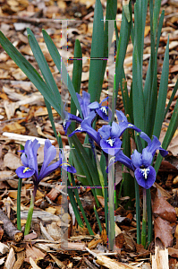 Picture of Iris reticulata 