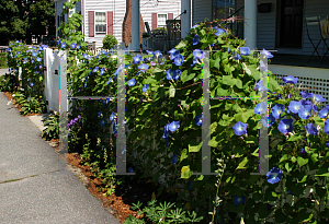 Picture of Ipomoea tricolor 'Heavenly Blue'