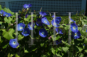 Picture of Ipomoea tricolor 'Heavenly Blue'
