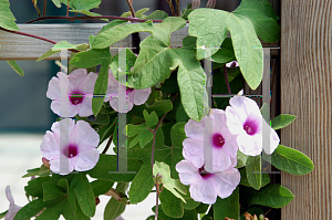 Picture of Ipomoea andersonii 