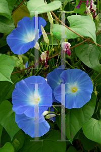 Picture of Ipomoea tricolor 'Heavenly Blue'