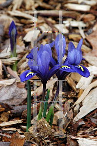 Picture of Iris reticulata 