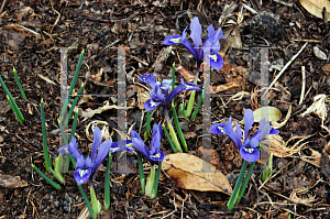 Picture of Iris reticulata 