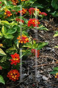 Picture of Lantana camara 'Banana Split'