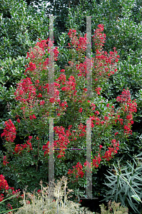 Picture of Lagerstroemia indica 'Cedar Lane Red'