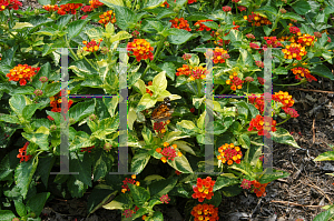 Picture of Lantana camara 'Banana Split'