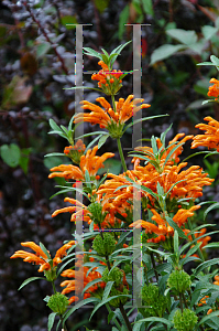 Picture of Leonotis leonurus 