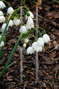 Picture of Leucojum aestivum 