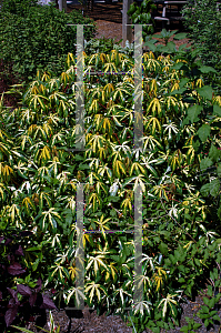 Picture of Manihot esculenta 'Variegata'