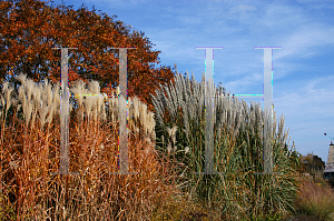 Picture of Miscanthus floridulus 