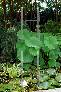 Picture of Nelumbo nucifera 'Shiroman'