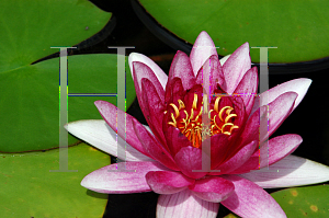 Picture of Nymphaea x hybrida 