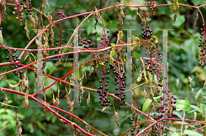 Picture of Phytolacca americana 