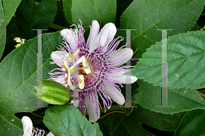 Picture of Passiflora incarnata 
