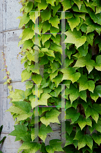 Picture of Parthenocissus tricuspidata 'Fenway Park'