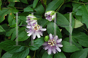 Picture of Passiflora incarnata 