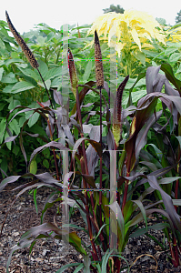 Picture of Pennisetum glaucum 'Purple Majesty'