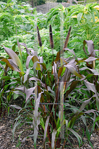 Picture of Pennisetum glaucum 'Purple Majesty'