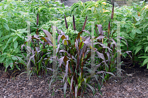 Picture of Pennisetum glaucum 'Purple Majesty'