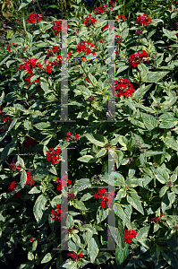 Picture of Pentas lanceolata 'Stars & Stripes'